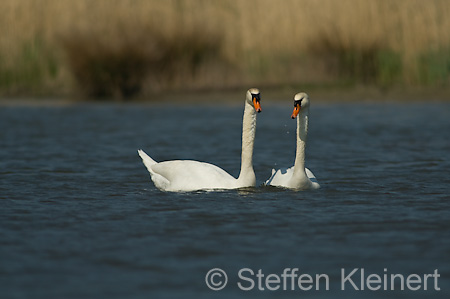 029 Höckerschwan - Paarung (Cygnus olor)